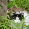 地域猫
