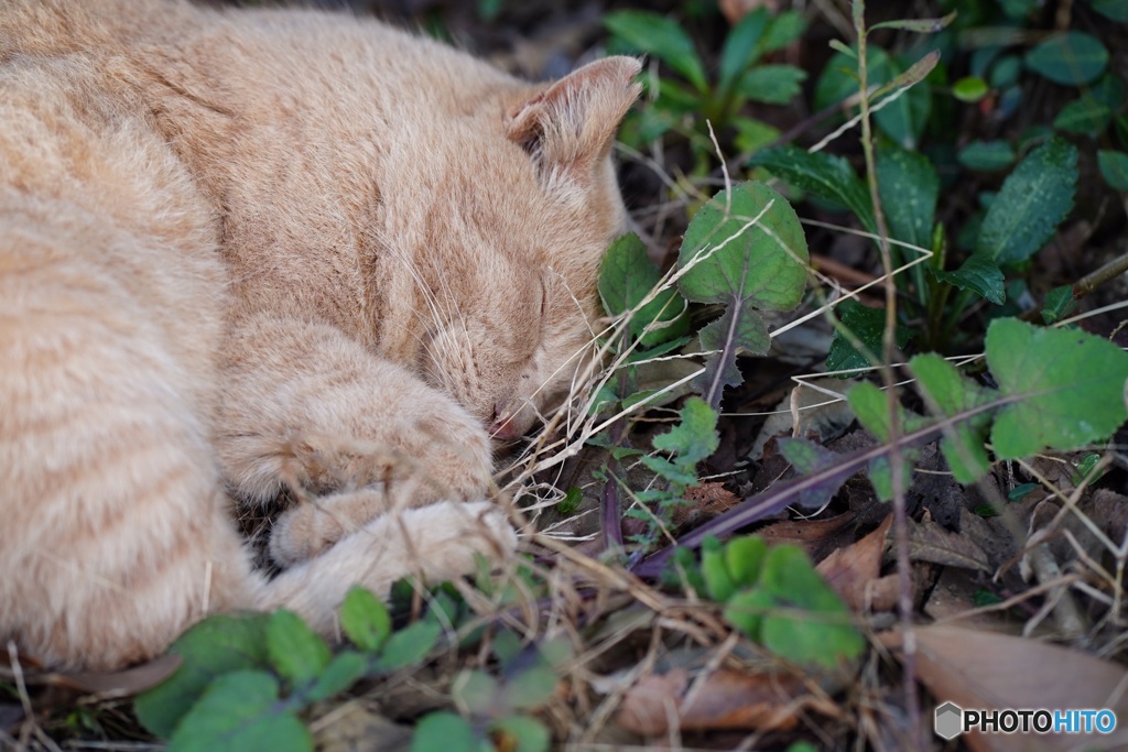 公園猫12
