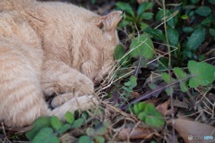 公園猫12