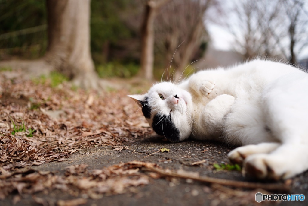 公園猫40
