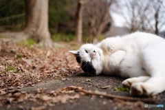 公園猫40