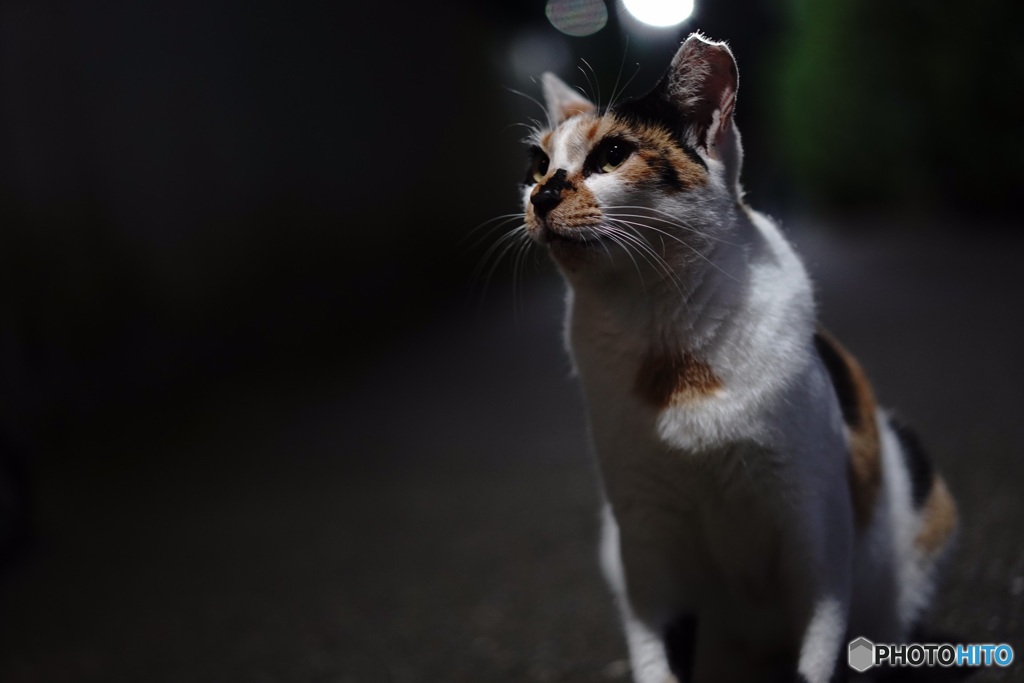 夜猫009