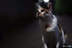 夜猫009