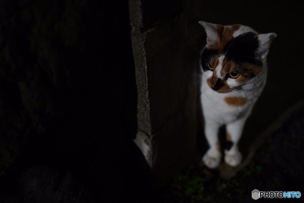 夜猫45