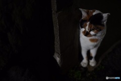 夜猫45