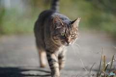 やっぱり猫が好き