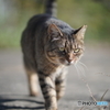 やっぱり猫が好き
