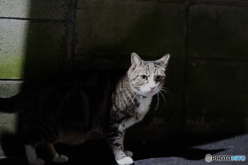 夜猫53
