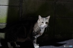 夜猫53