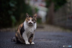 貫禄