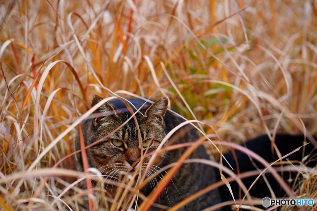公園猫22