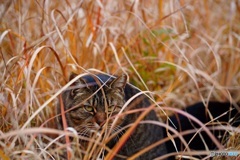 公園猫22