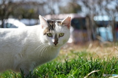 公園猫70
