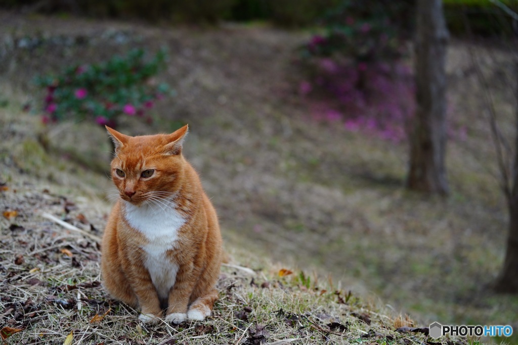 公園猫17
