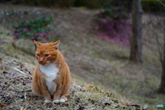 公園猫17