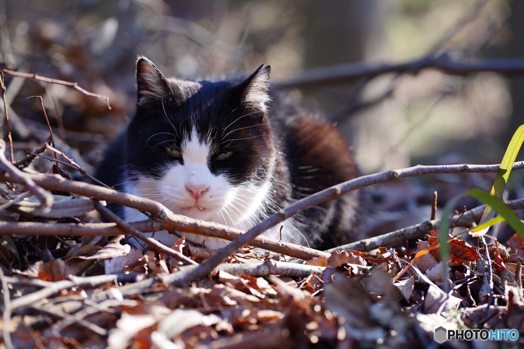 公園猫33