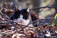 公園猫33