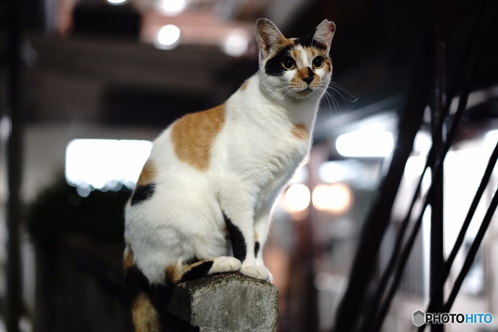 夜猫008