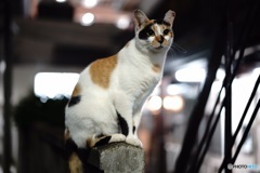 夜猫008