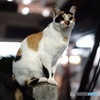 夜猫008