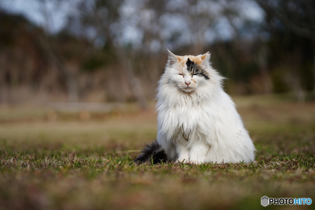 公園猫57
