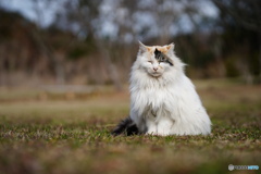 公園猫57