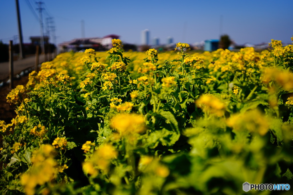 菜の花