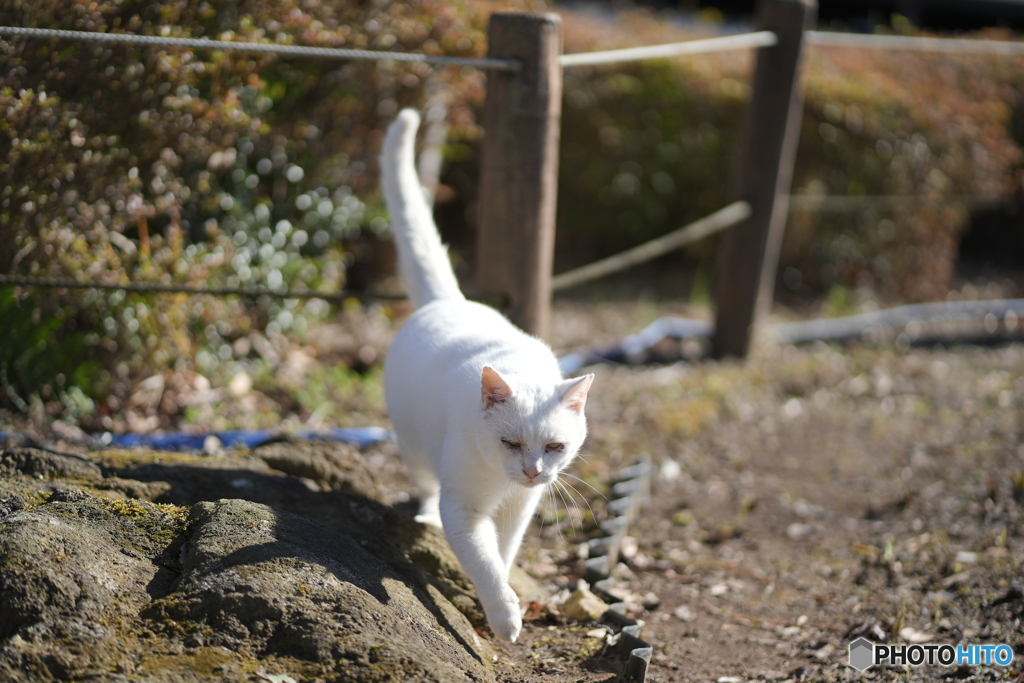 公園猫