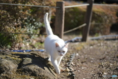 公園猫