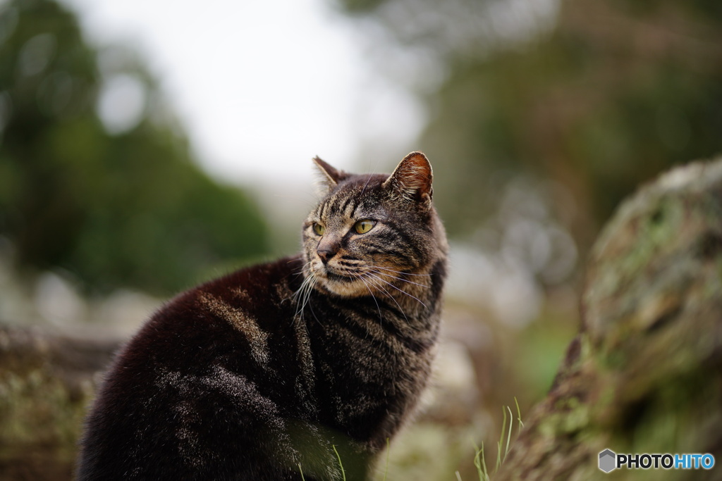 公園猫73