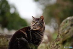 公園猫73
