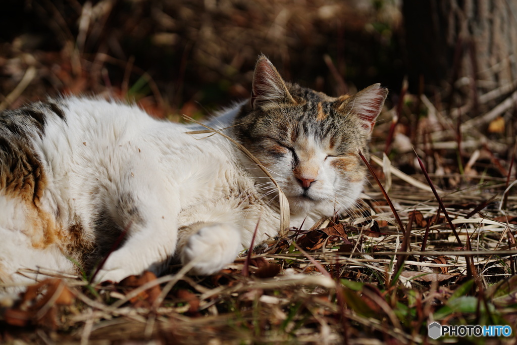 公園猫56