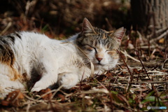 公園猫56