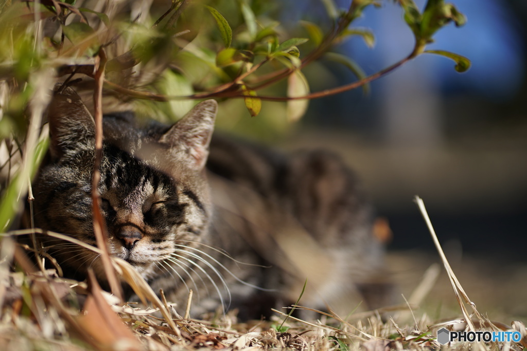公園猫62