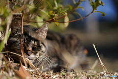 公園猫62