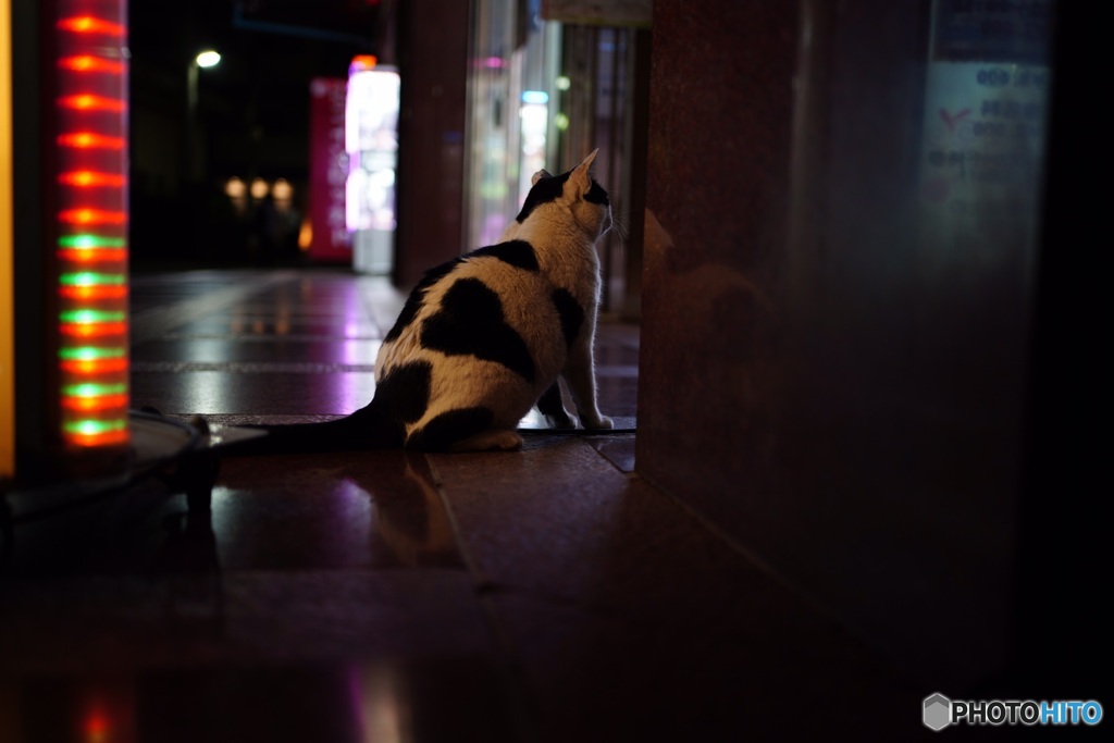 夜猫23