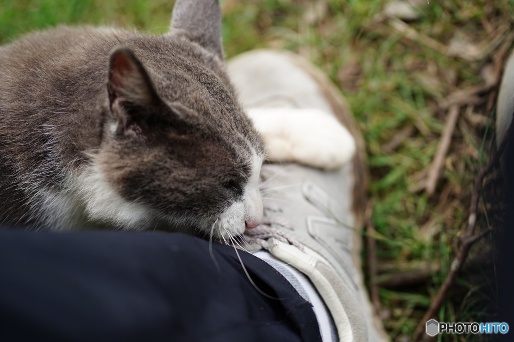 靴紐に執着する猫