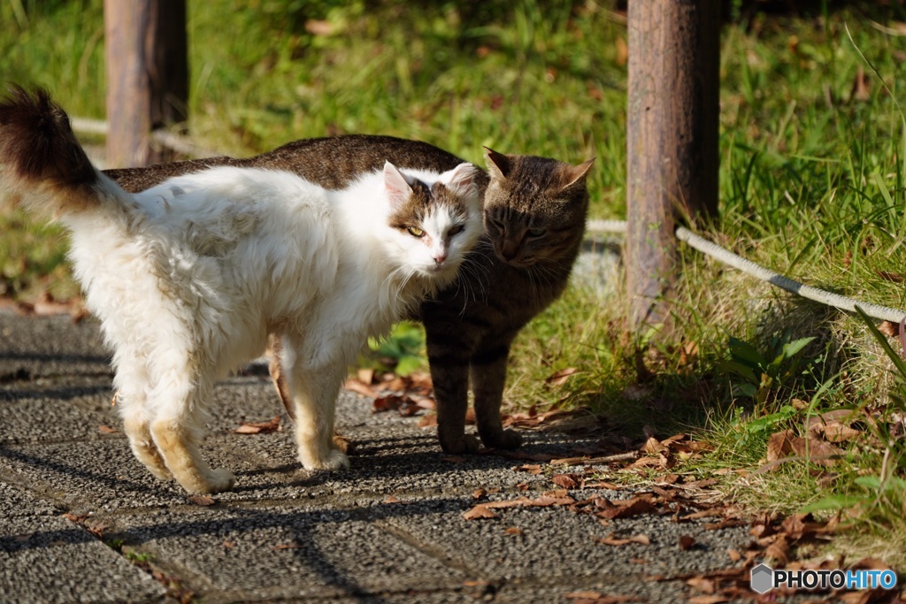 公園猫1
