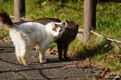 公園猫1