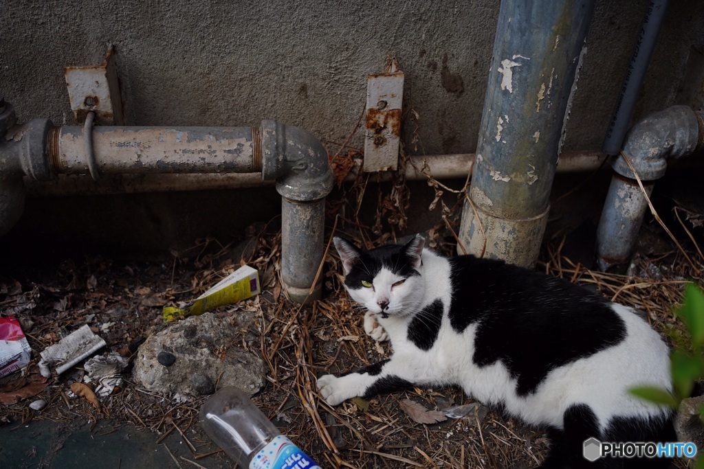 路地裏の猫