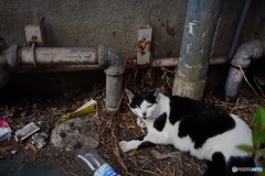 路地裏の猫