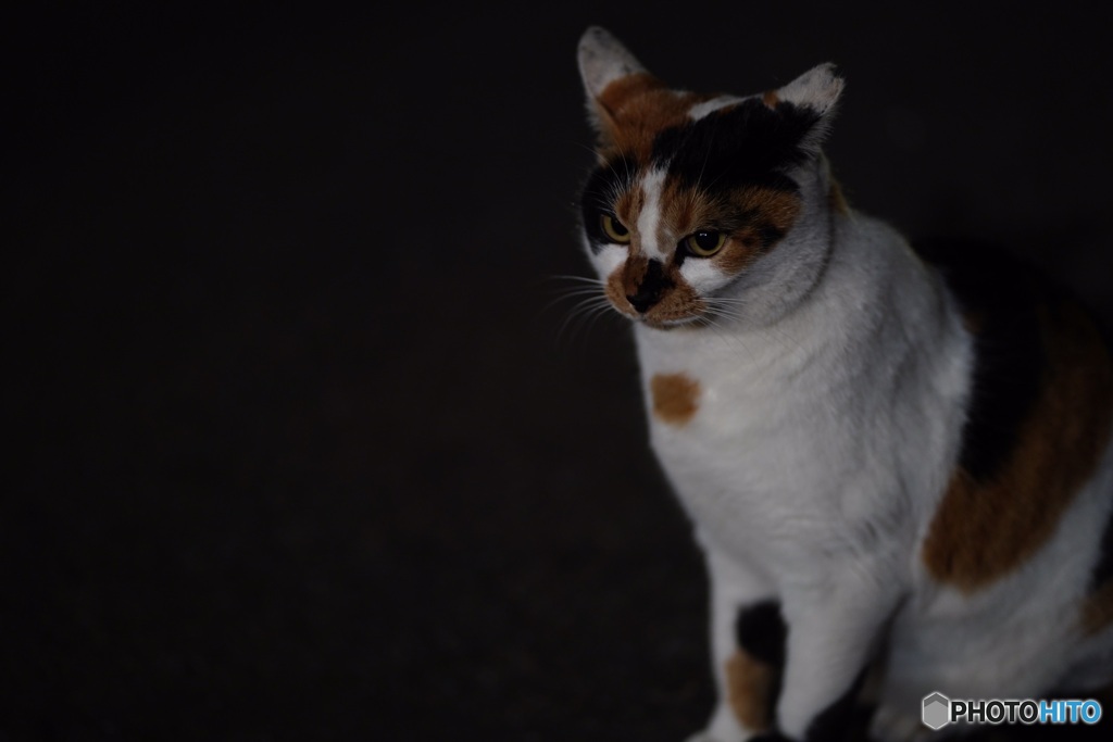 夜猫41