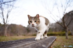 公園猫41