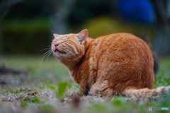 公園猫16