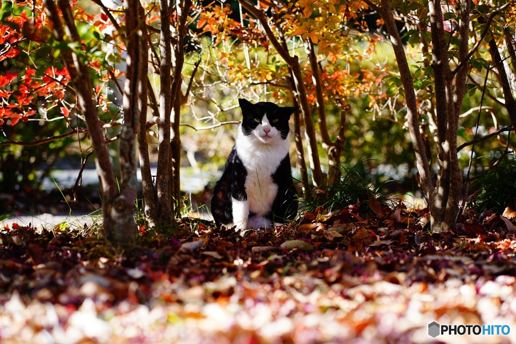 秋猫