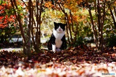 秋猫