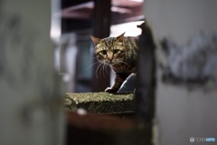 夜猫002