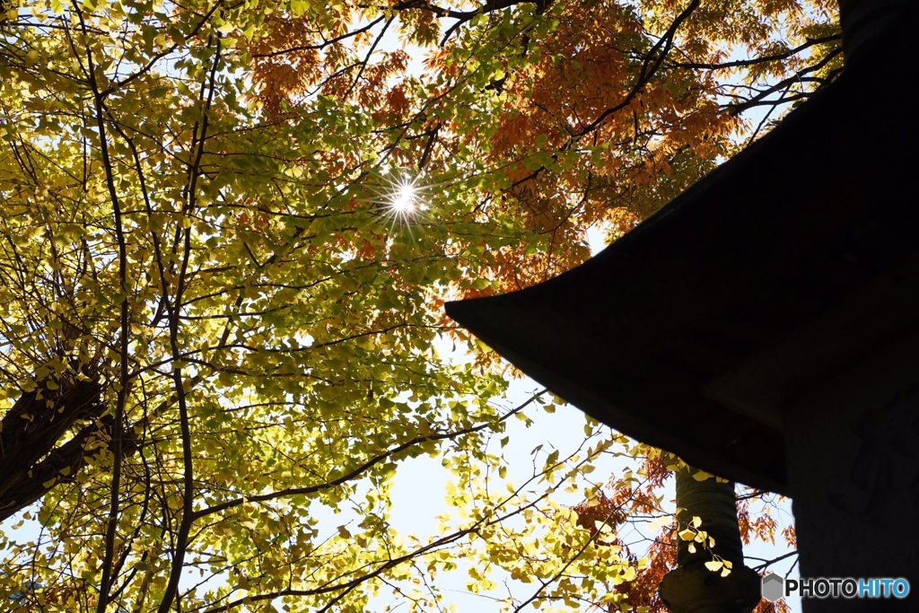 木洩れ陽