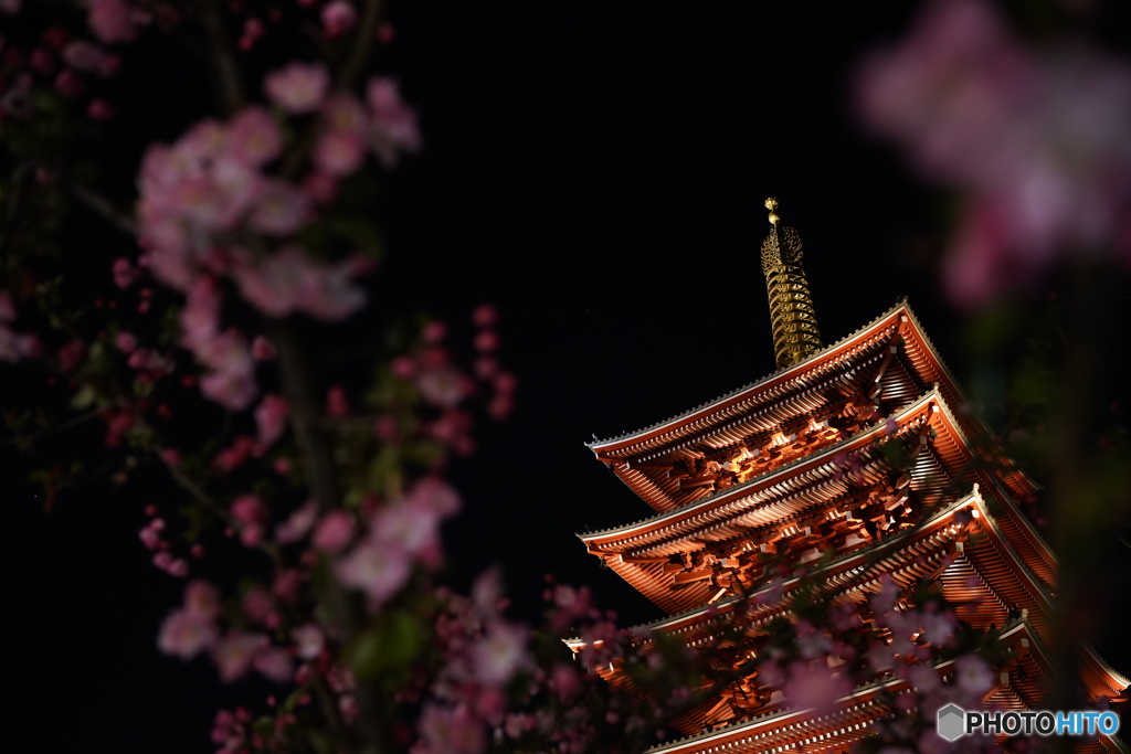 夜の浅草寺