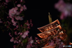 夜の浅草寺